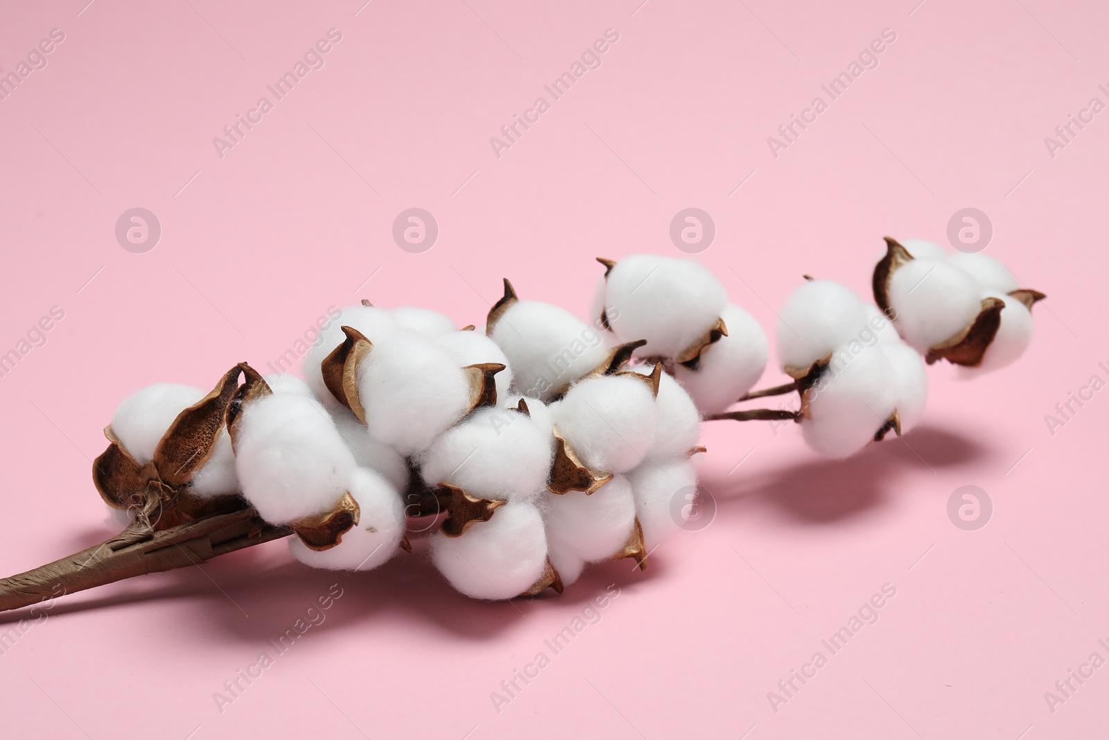 Photo of Branch with cotton flowers on pink background