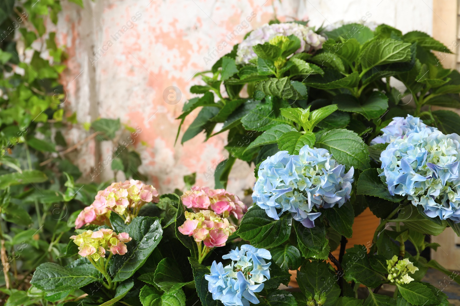 Photo of Beautiful hortensia plants with colorful flowers outdoors