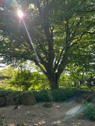 Photo of Beautiful tree with lush green leaves growing in botanical park outdoors
