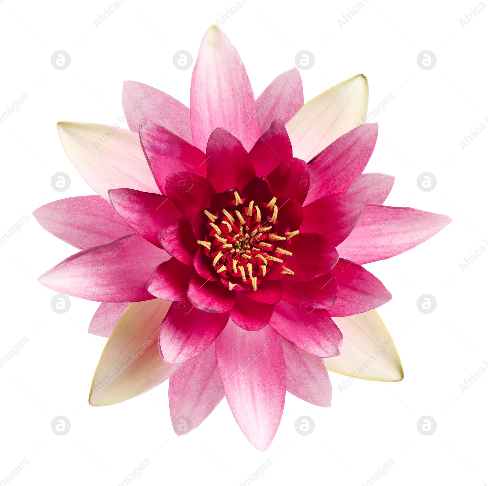 Image of Beautiful blooming lotus flower isolated on white