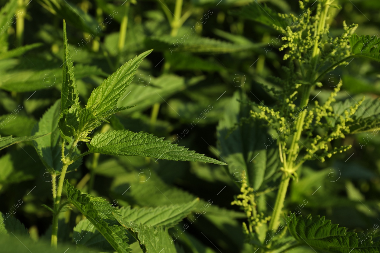 Photo of Beautiful green stinging nettle plants growing outdoors