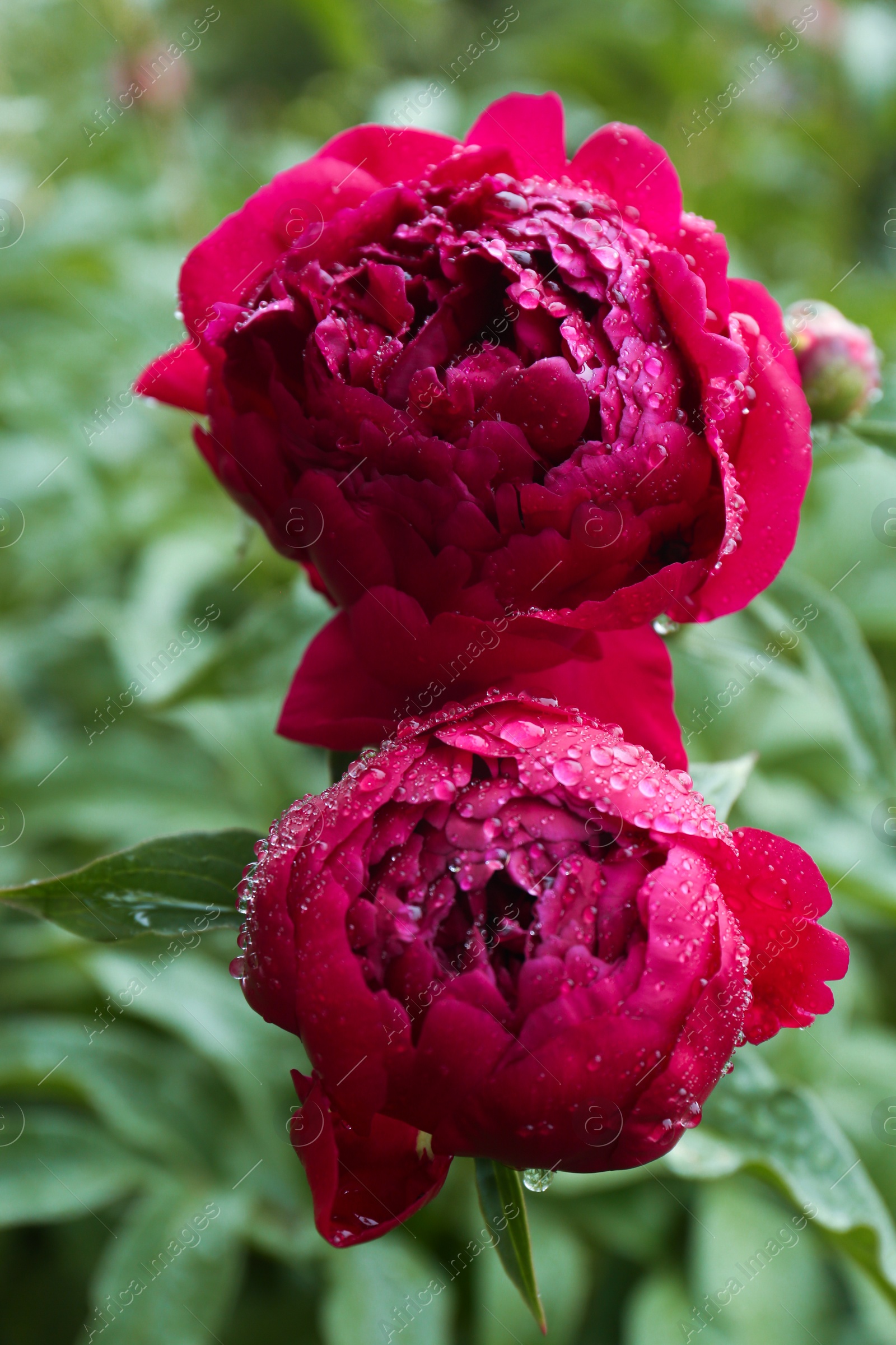 Photo of Beautiful red peony flowers with dew drops outdoors, closeup