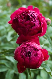 Beautiful red peony flowers with dew drops outdoors, closeup