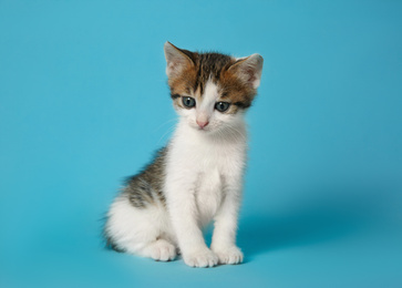 Cute little kitten on light blue background. Baby animal