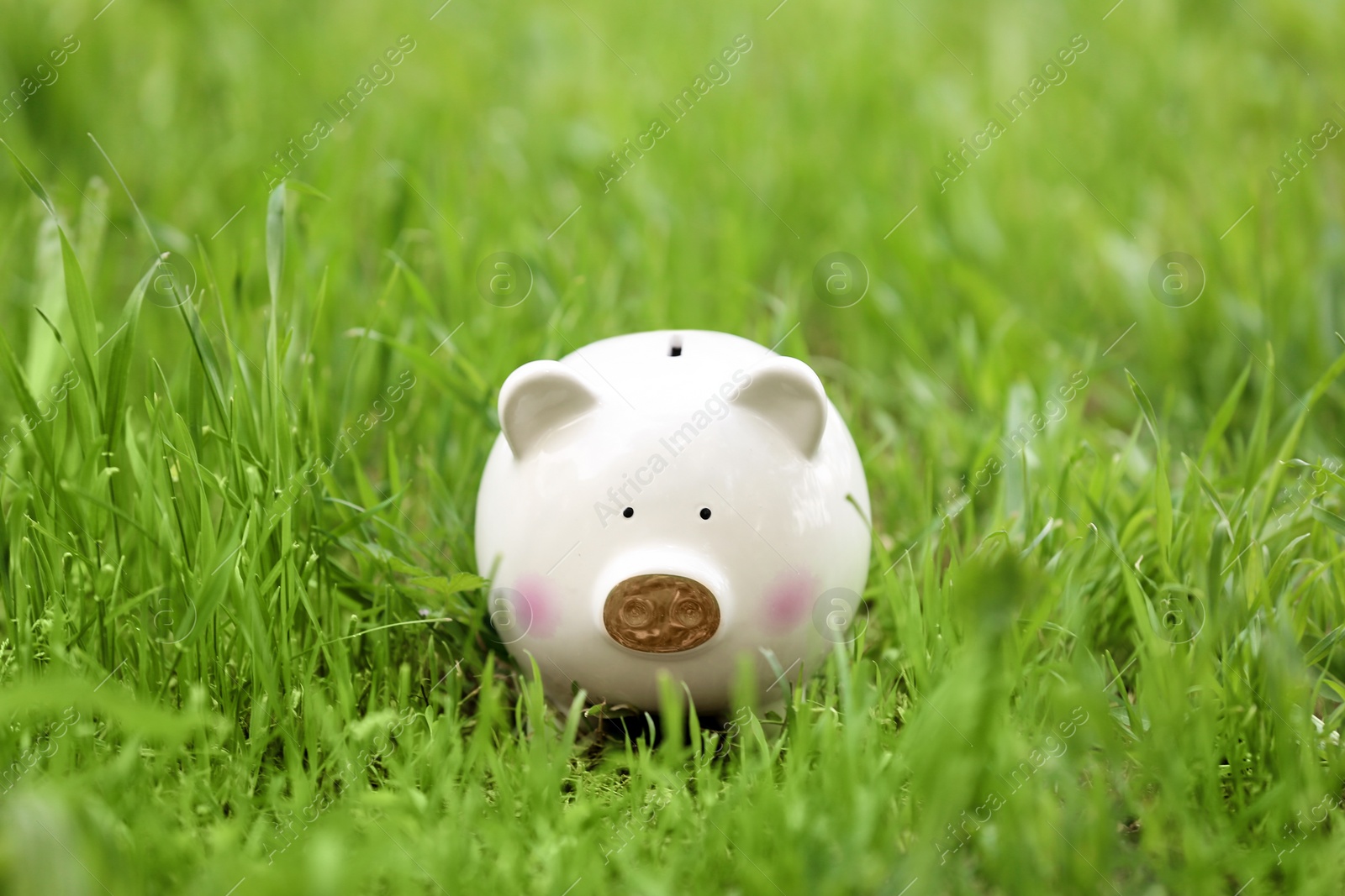 Photo of Cute piggy bank in green grass outdoors