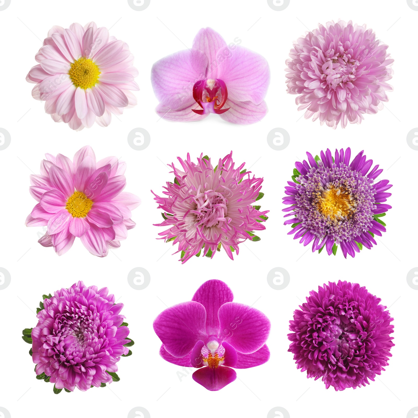 Image of Set with different beautiful flowers on white background