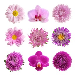 Image of Set with different beautiful flowers on white background