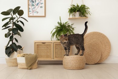 Photo of Cute tabby cat on wicker pouf indoors