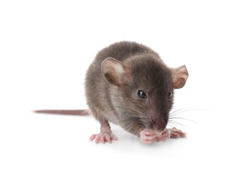Photo of Small brown rat eating piece of cheese on white background