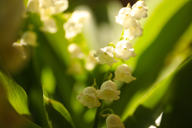 Beautiful lily of the valley in spring garden, closeup