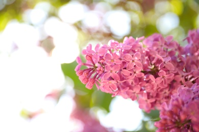 Closeup view of beautiful blossoming lilac shrub outdoors