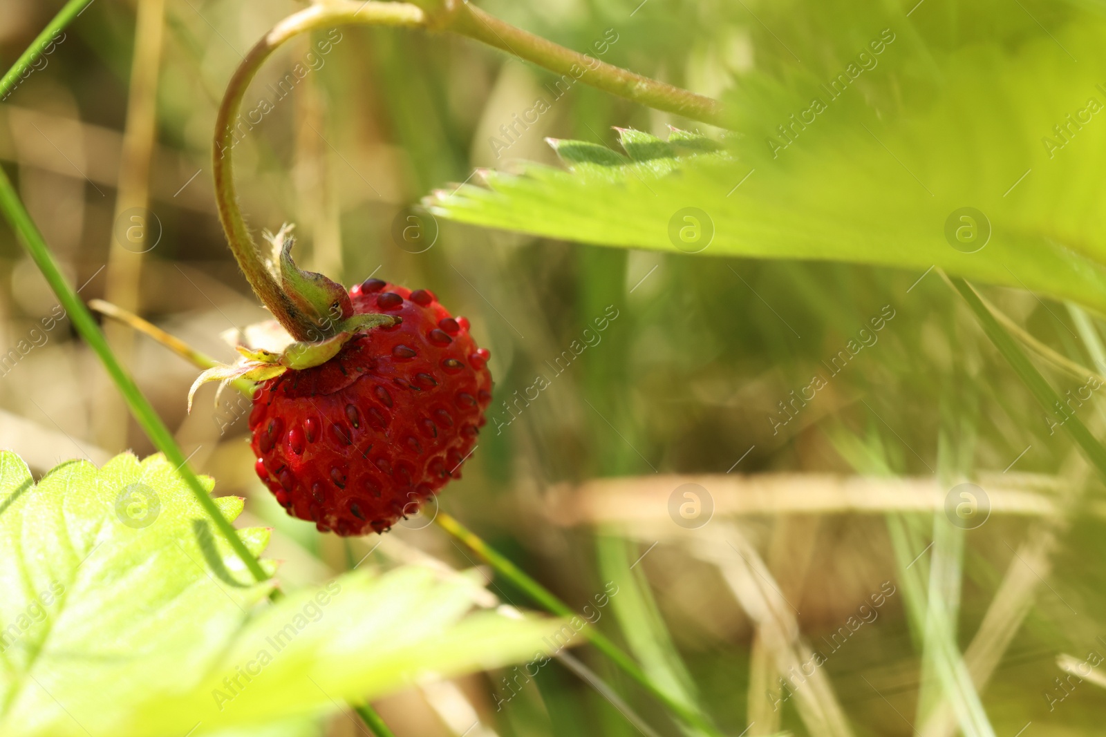 Photo of One small wild strawberry and leaves growing outdoors