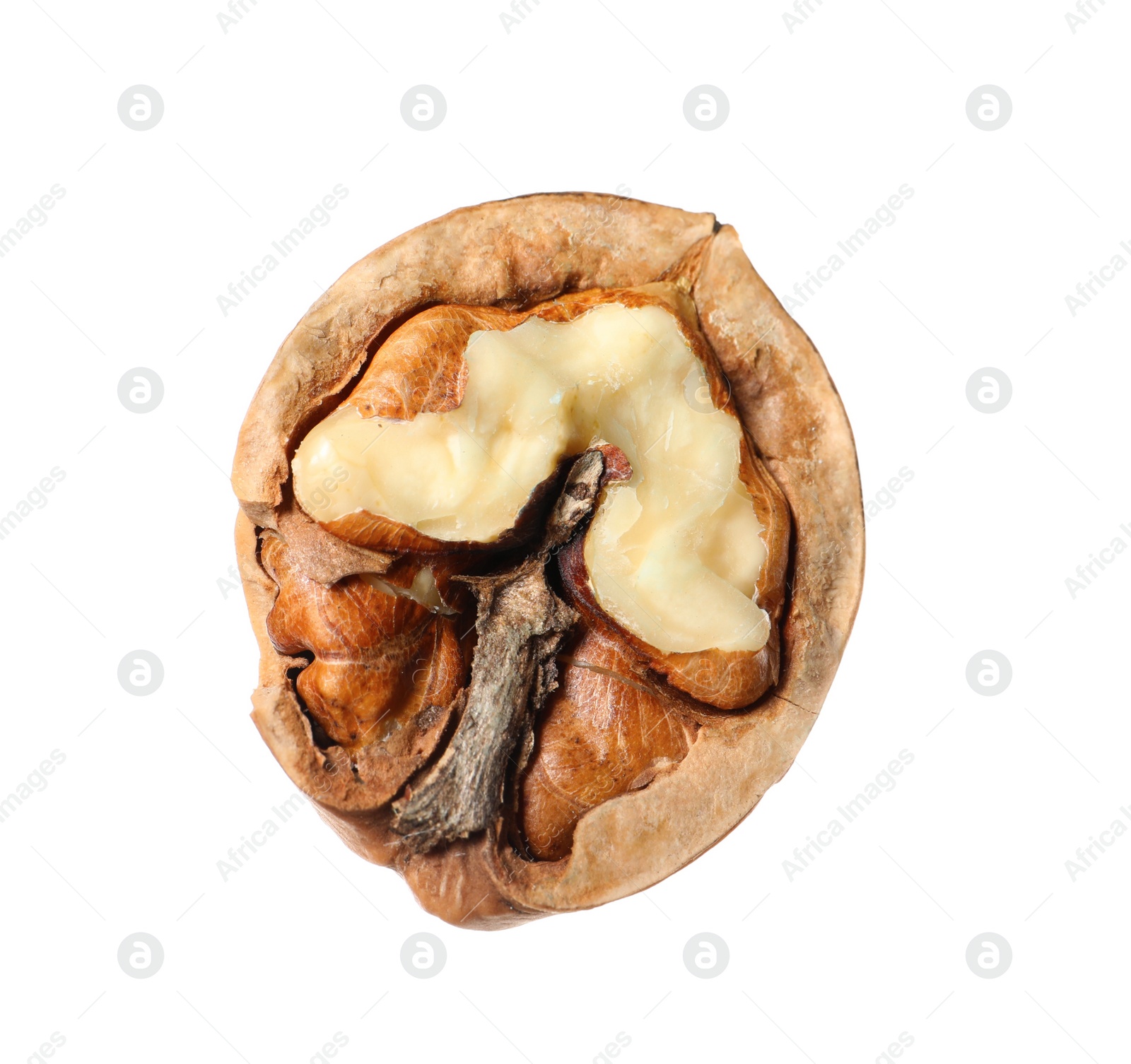 Photo of Piece of walnut in shell isolated on white