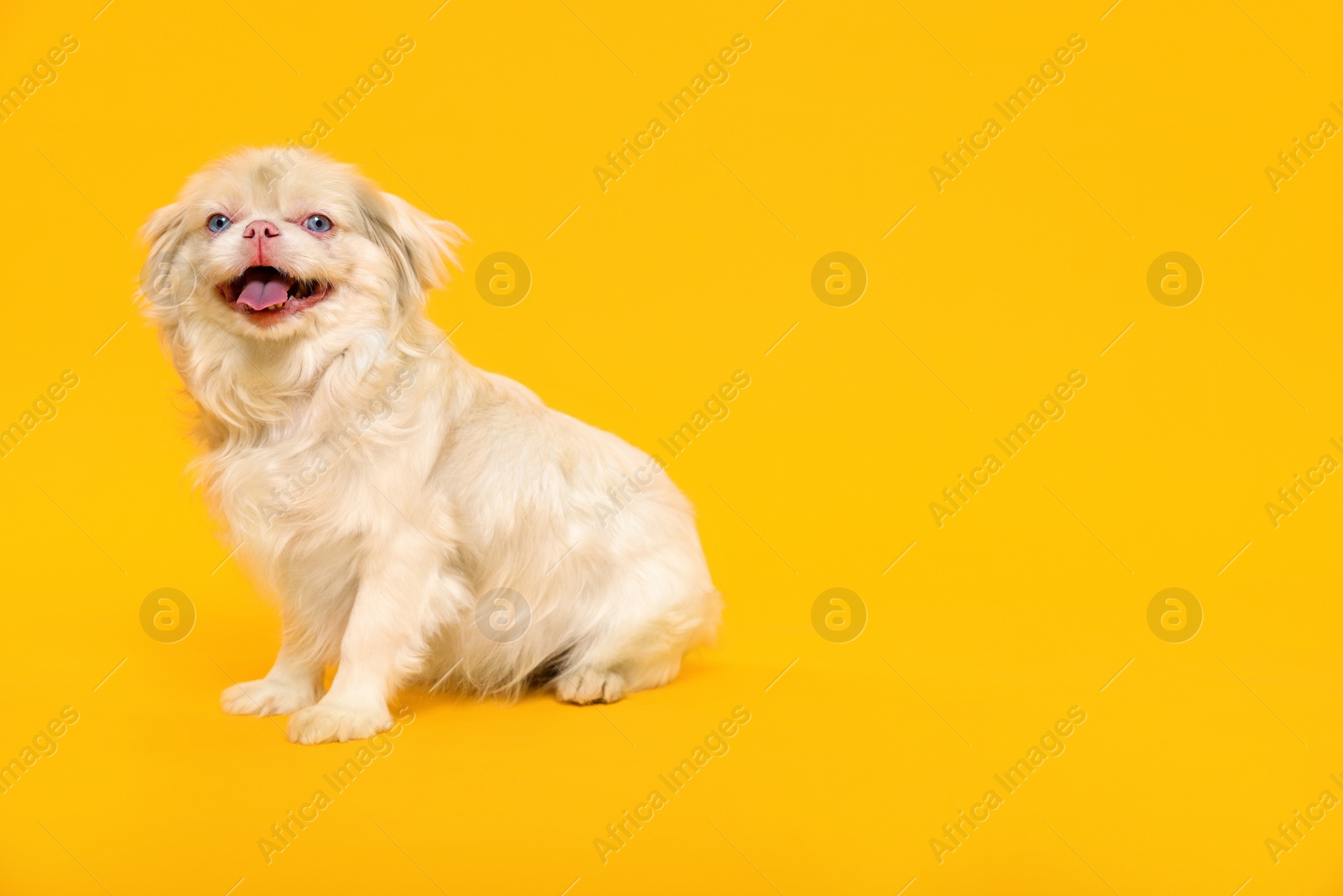 Photo of Cute Pekingese dog on yellow background. Space for text