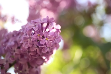 Closeup view of beautiful blossoming lilac shrub outdoors