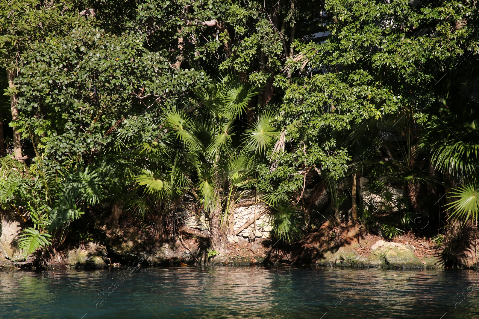 Photo of Picturesque view of beautiful lake in jungle