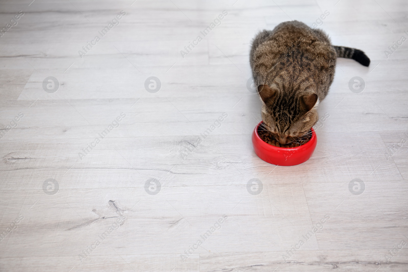 Photo of Adorable cat near bowl of food indoors. Pet care