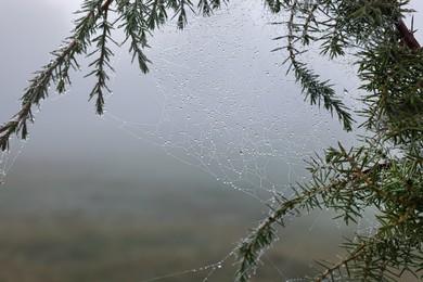 Photo of Closeup view of cobweb with dew drops on plants outdoors