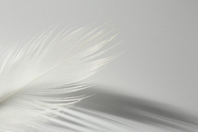 Photo of Fluffy white feather on light grey background, closeup. Space for text