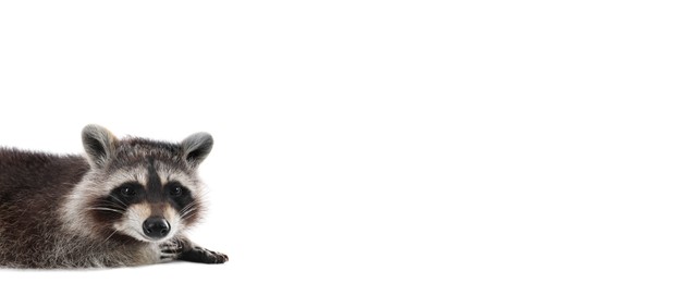 Cute raccoon on white background, space for text. Banner design