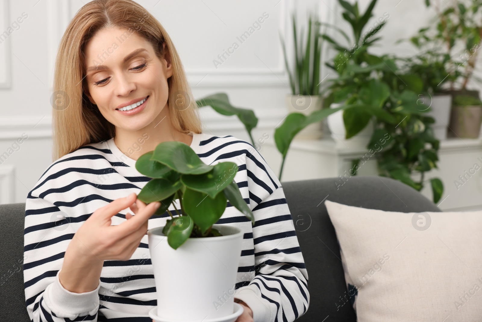 Photo of Woman holding pot with beautiful peperomia plant on sofa at home