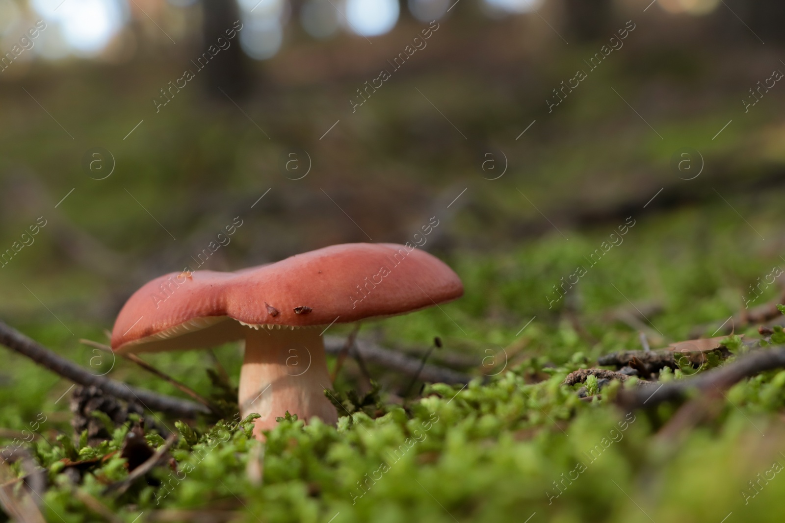 Photo of Russula mushroom growing in forest, closeup. Space for text