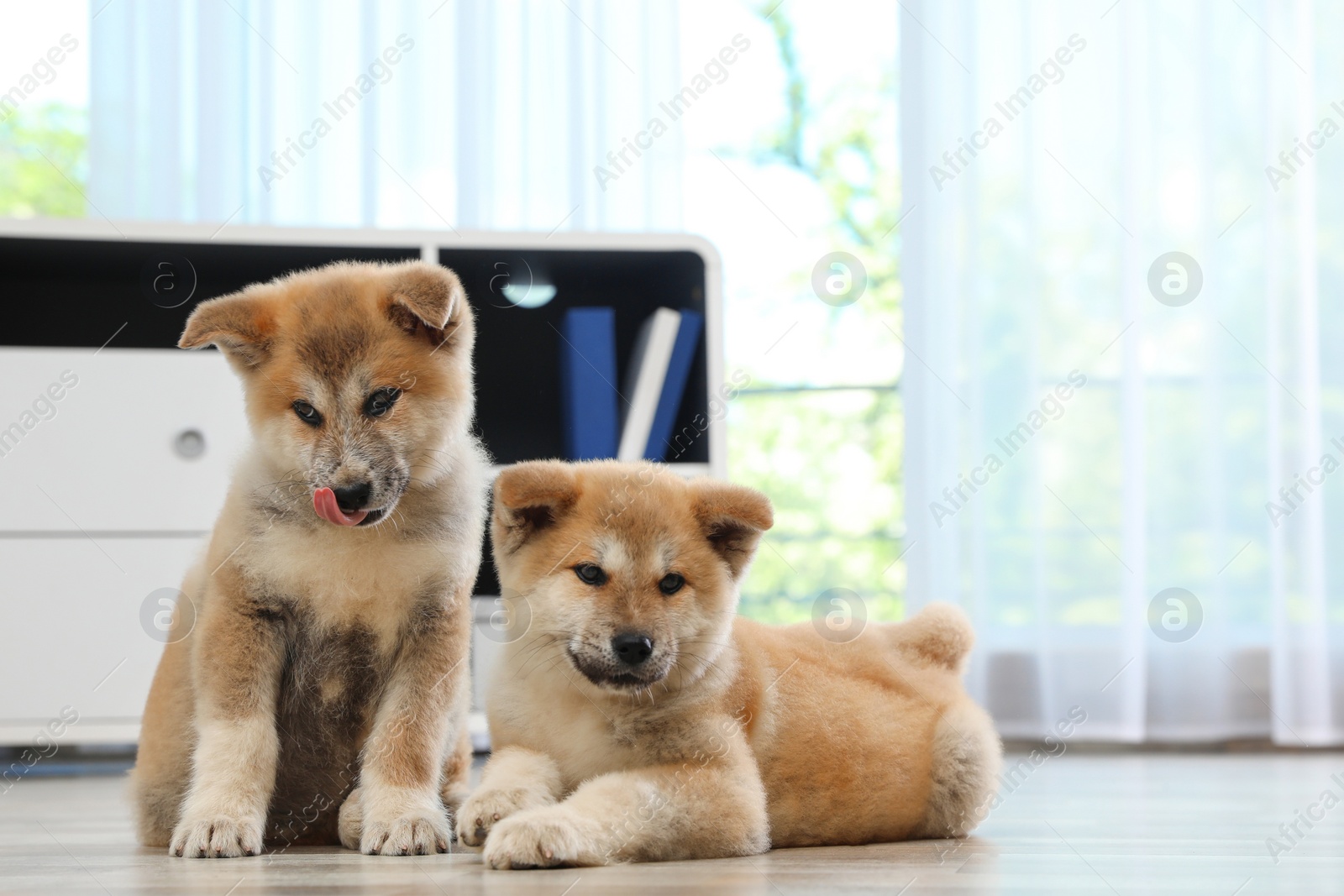 Photo of Adorable Akita Inu puppies on floor at home