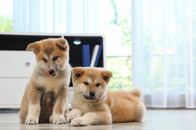 Photo of Adorable Akita Inu puppies on floor at home