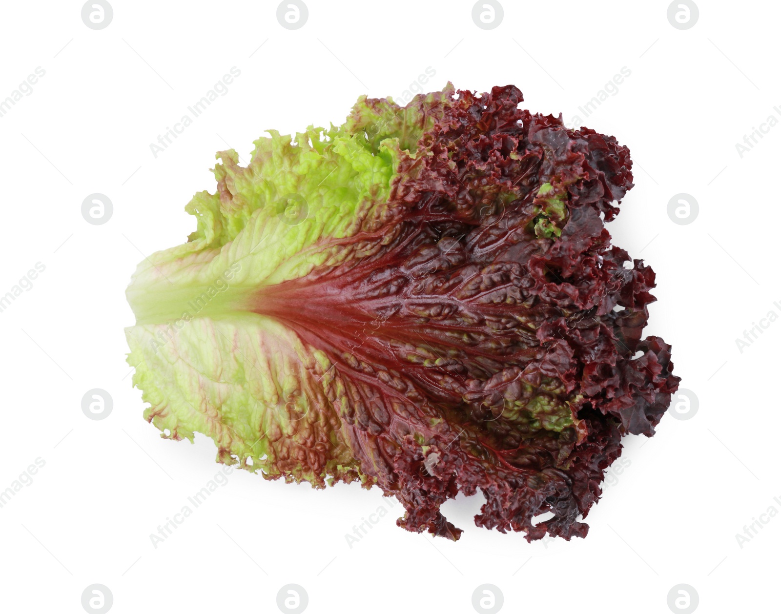 Photo of Leaf of fresh red coral lettuce isolated on white