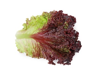 Photo of Leaf of fresh red coral lettuce isolated on white