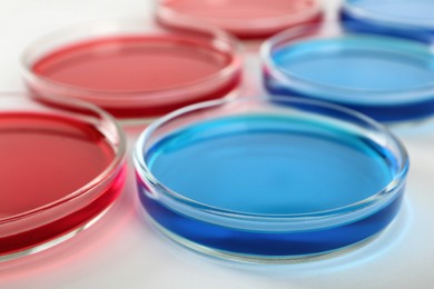 Photo of Petri dishes with blue and red liquids on white background, closeup