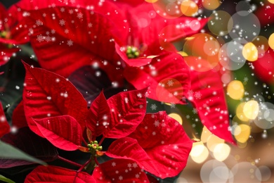 Image of Traditional Christmas poinsettia flower, closeup. Snowfall effect on foreground