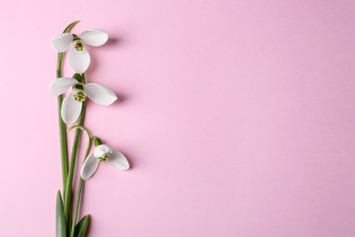 Photo of Beautiful snowdrops on pink background, top view. Space for text