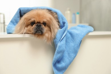 Photo of Cute Pekingese dog with towel in bathroom. Pet hygiene