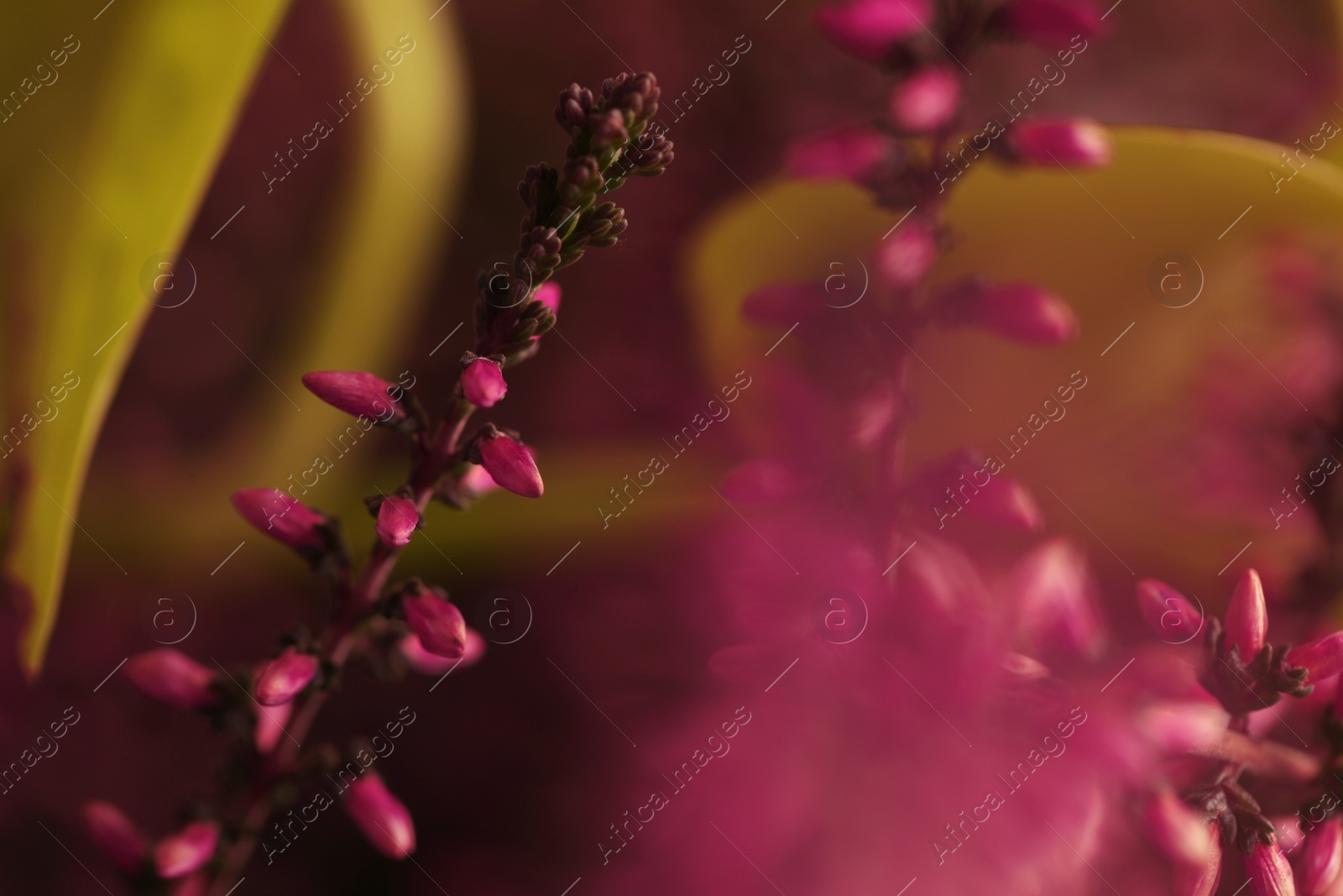 Photo of Heather twigs with beautiful flowers, closeup view