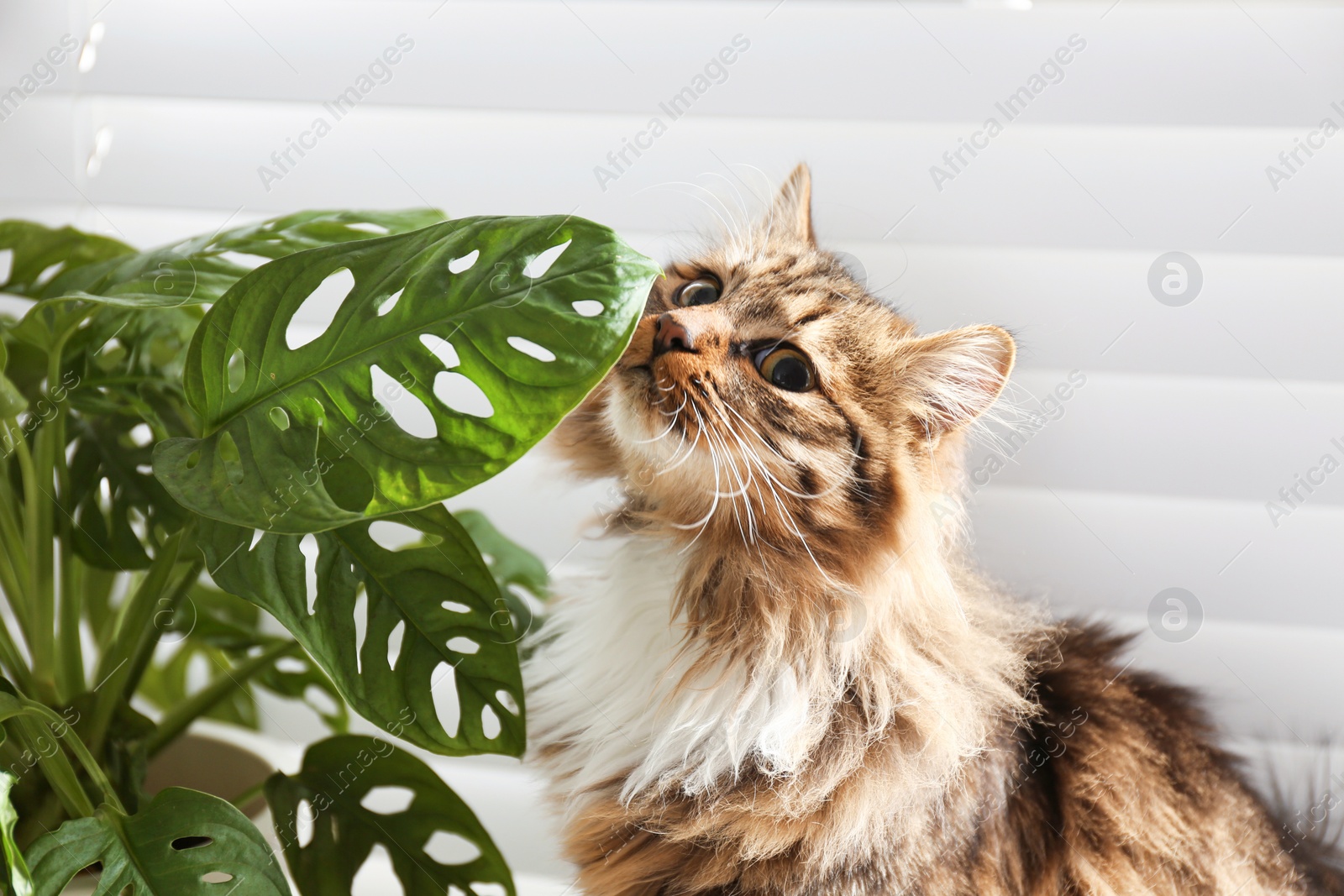 Photo of Adorable cat and houseplant near window at home