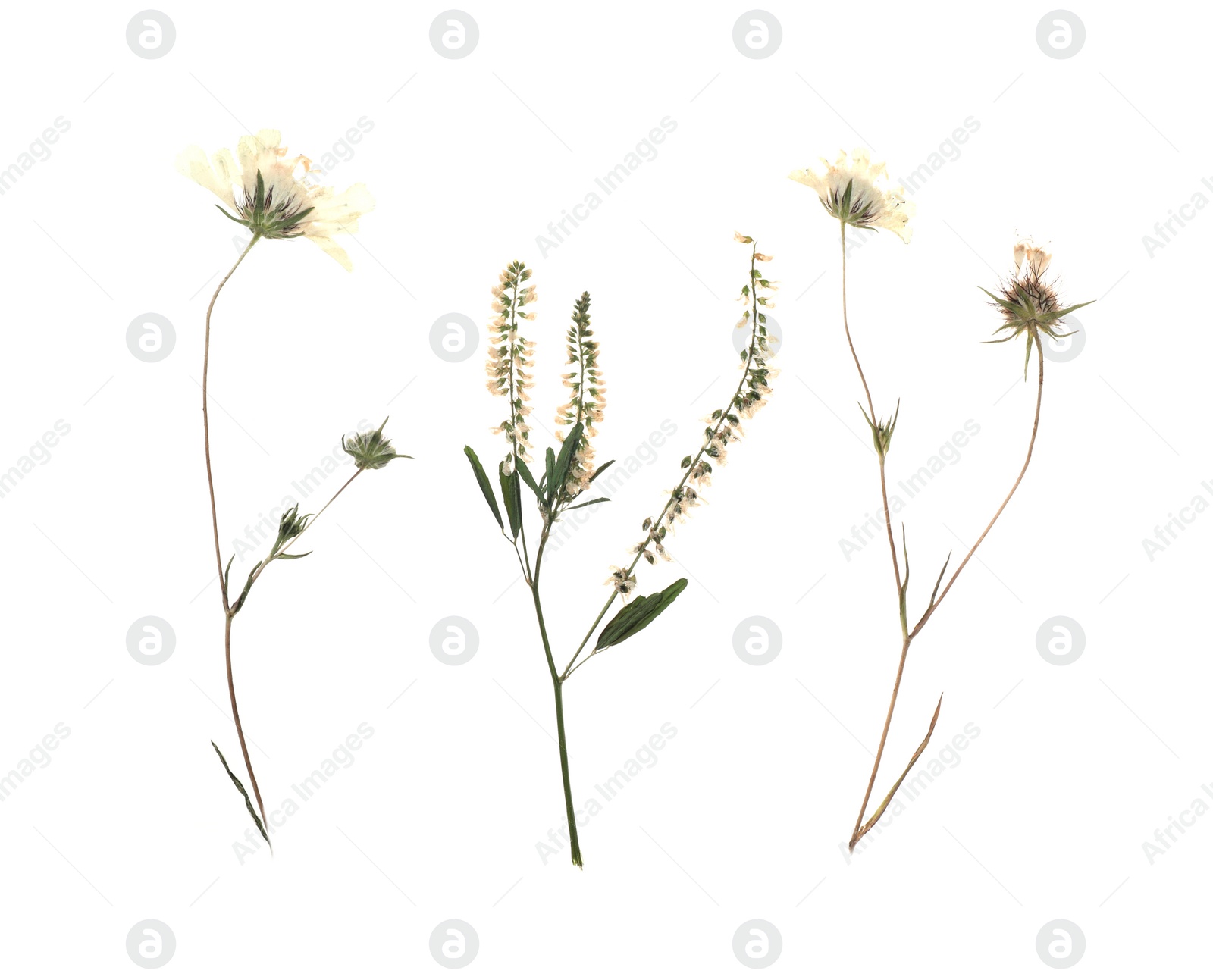 Photo of Dried meadow flowers on white background, top view