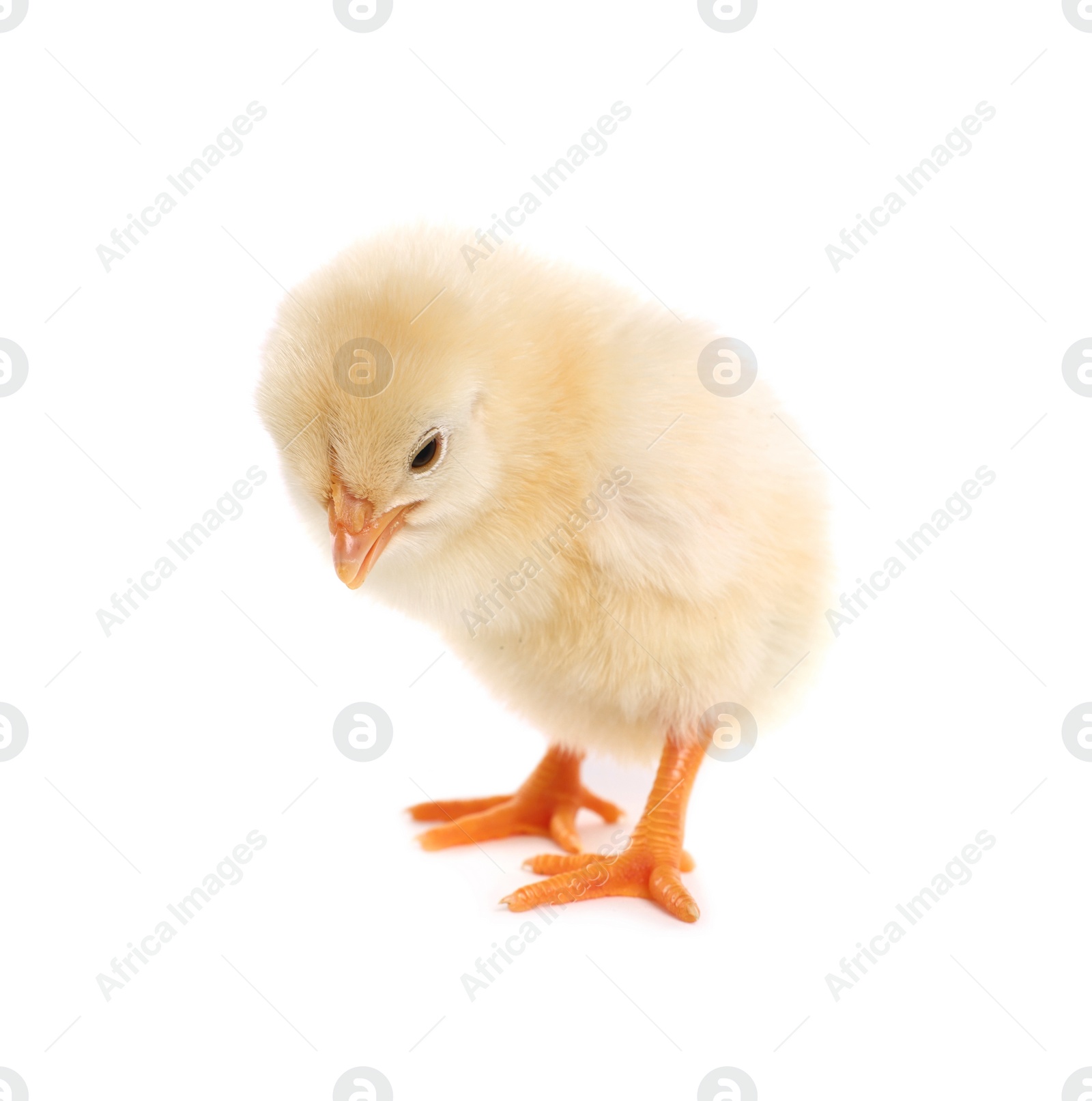 Photo of Cute fluffy baby chicken on white background