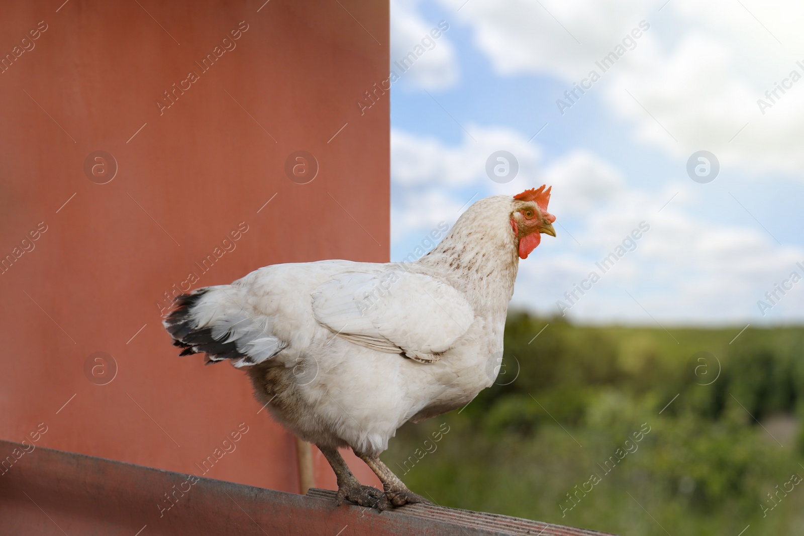 Photo of Beautiful white hen on fence in farmyard. Free range chicken