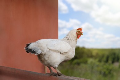 Beautiful white hen on fence in farmyard. Free range chicken