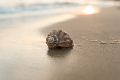 Photo of Sandy beach with beautiful seashell on sunny day, closeup
