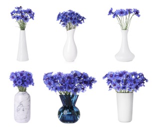 Image of Collage of stylish vases with beautiful cornflower bouquets on white background