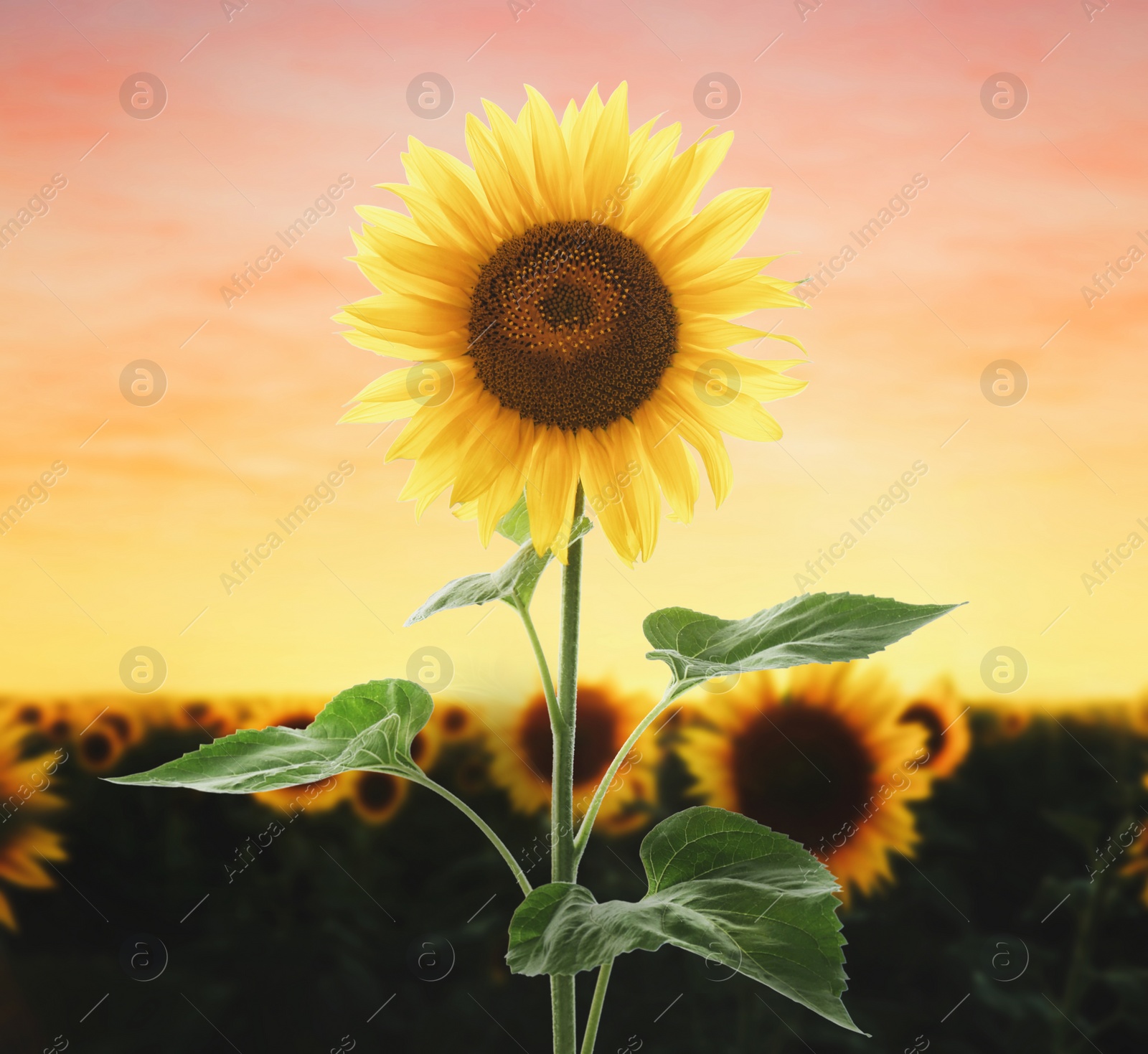 Image of Beautiful sunflower in field under sunset sky 