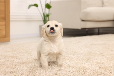 Cute little puppy on beige carpet at home