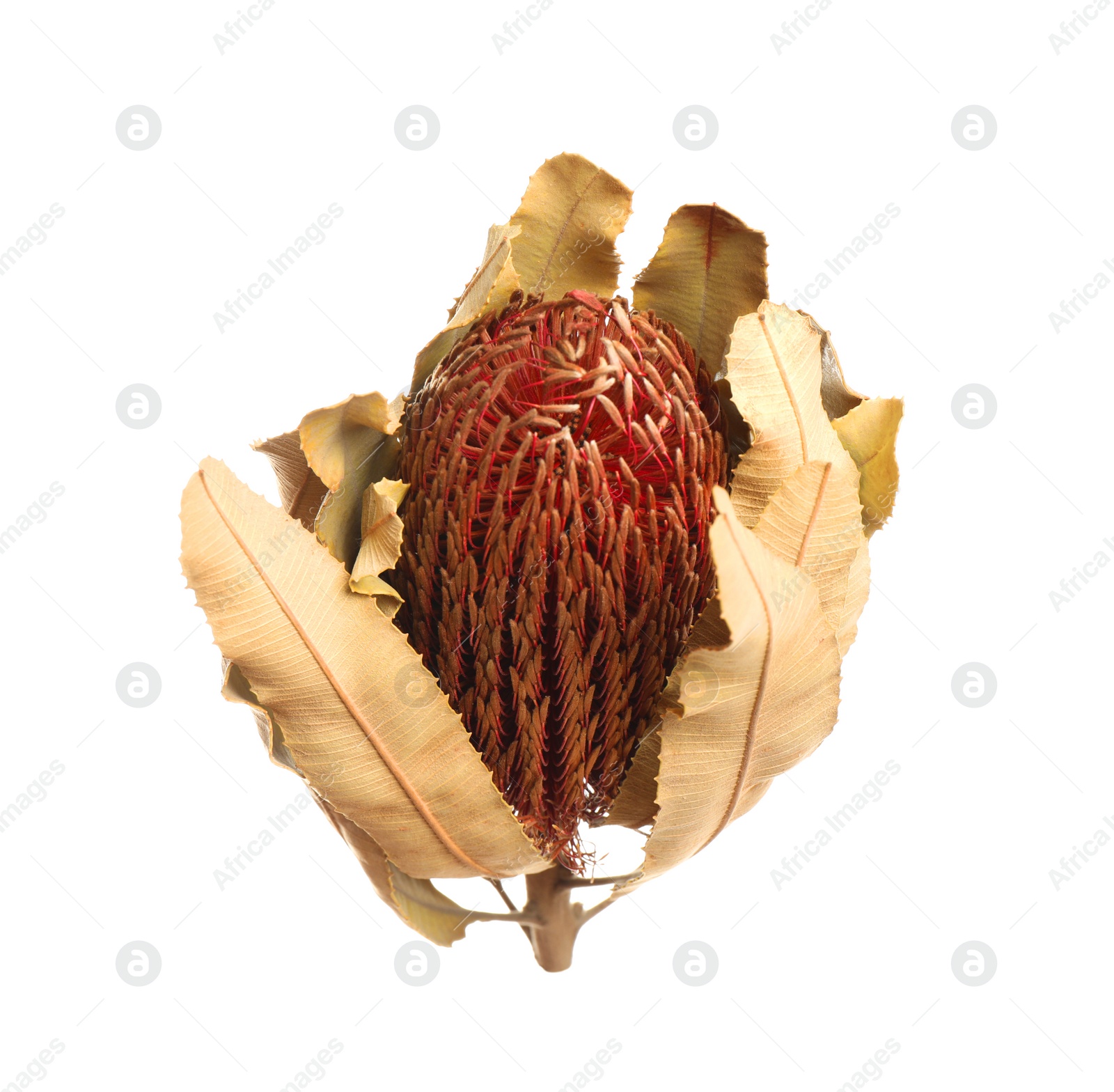 Photo of Beautiful dry banksia flower isolated on white
