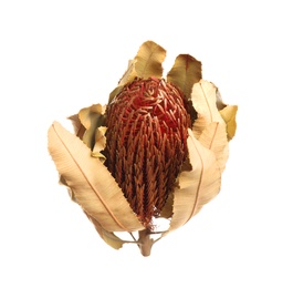 Photo of Beautiful dry banksia flower isolated on white