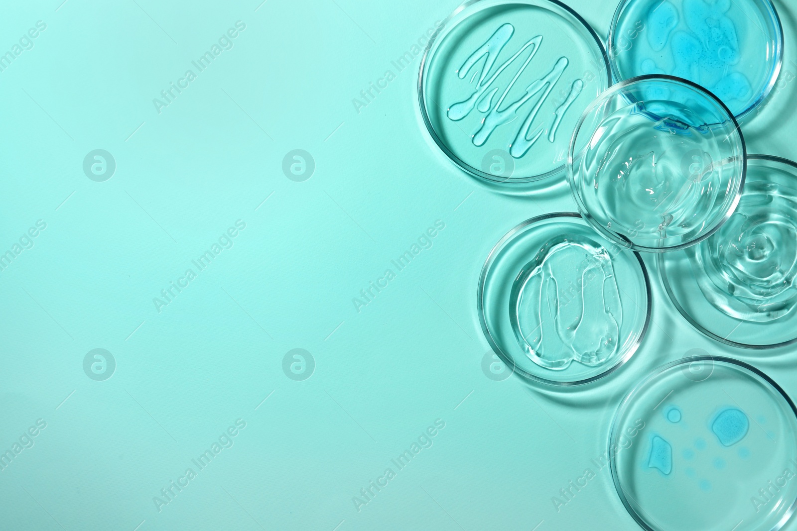 Photo of Petri dishes with liquids on turquoise background, flat lay. Space for text