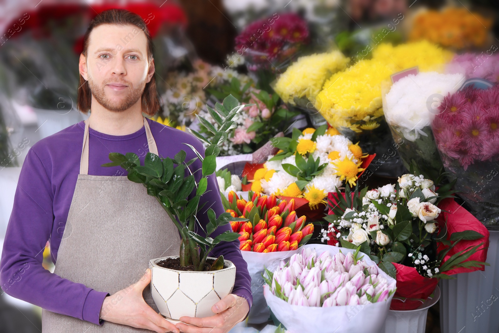 Image of Florist holding potted houseplant in shop 