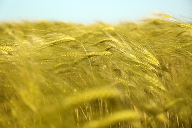 Photo of Wheat field on sunny day. Amazing nature in  summer