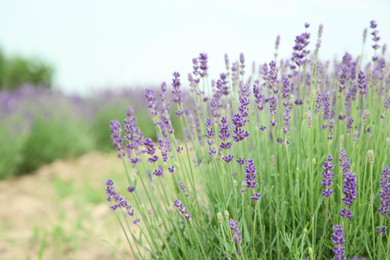 Beautiful blooming lavender growing in field. Space for text